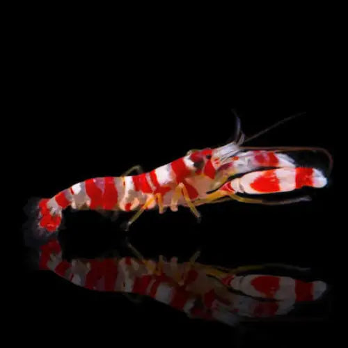 Randall’s Pistol Shrimp (Alpheus randalli)