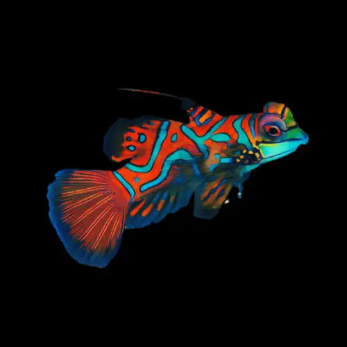 Red Mandarin Dragonet (Pterosynchiropus splendidus)