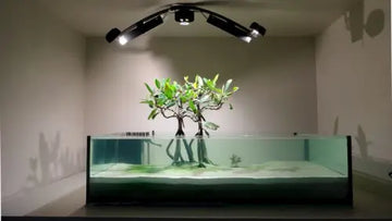 Red Mangrove (Rhizophora mangle)