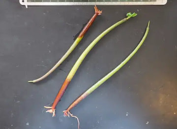 Red Mangrove (Rhizophora mangle)