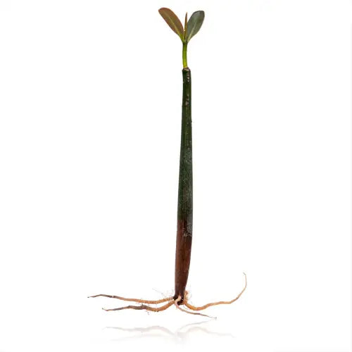 Red Mangrove (Rhizophora mangle)