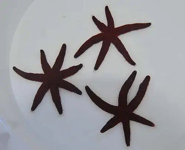Red starfish (Echinaster luzonicus)