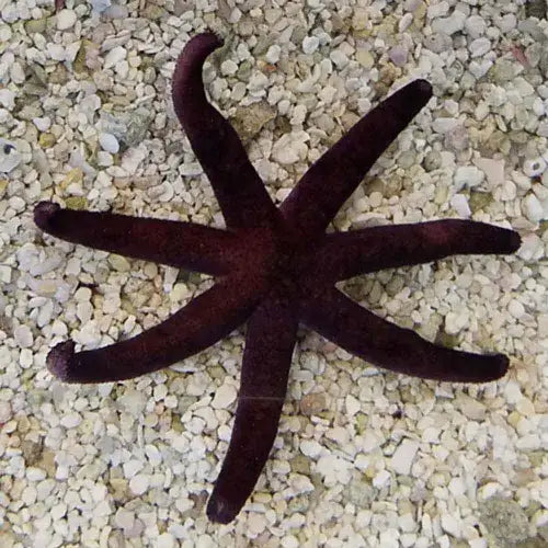 Red starfish (Echinaster luzonicus)