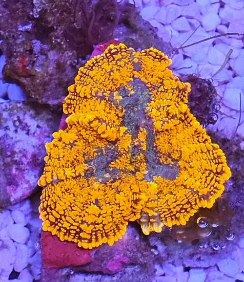 Rhodactis Halloween Special Premium