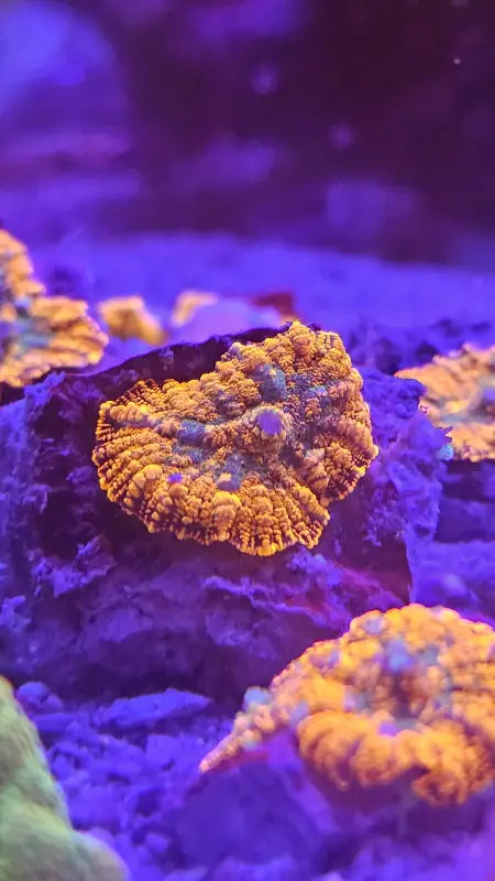 Rhodactis Halloween Special Premium