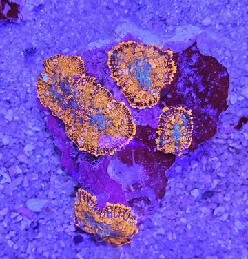 Rhodactis Halloween Special Premium