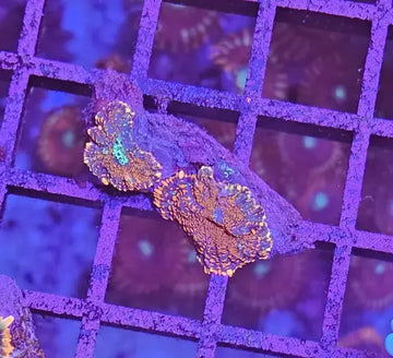 Rhodactis inchoata ’Orange’