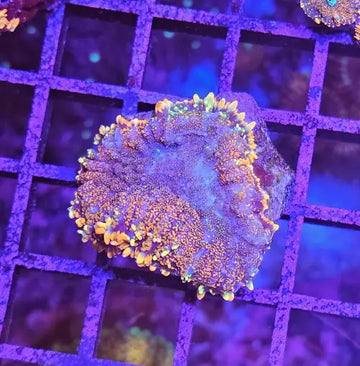 Rhodactis inchoata ’Orange’