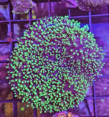 Rhodactis indosinensis Green L