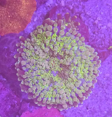 Ricordea Florida Green