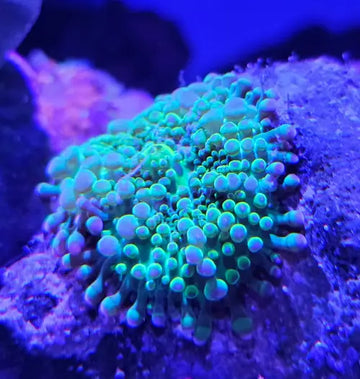 Ricordea florida Green Premium
