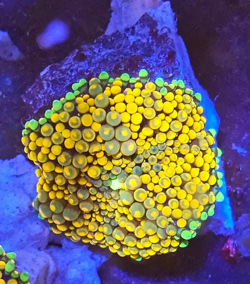 Ricordea Florida Orange/Green Ultra