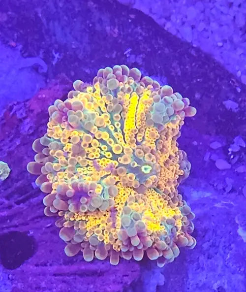 Ricordea Yuma Orange Premium