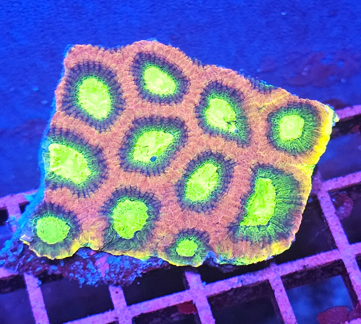 Favia Dragon Soul (Favia sp.)