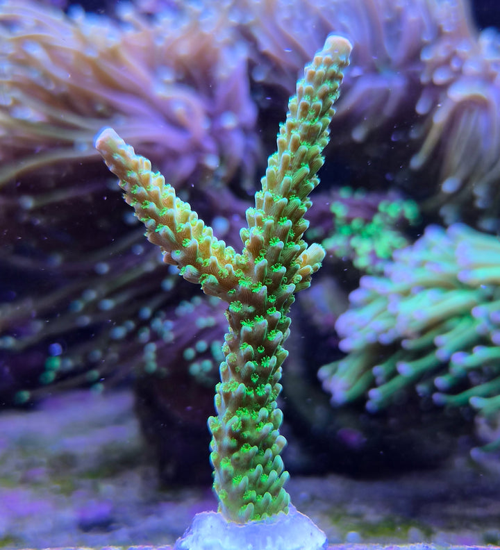 Acropora yongei "Bali Green Slimer"