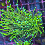 Euphyllia glabrescens "Gold Torch"