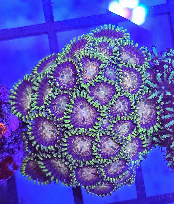 Zoanthus Green