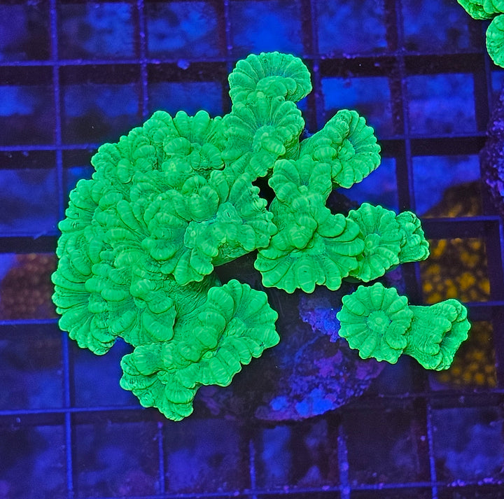 Caulastrea Curvata - Candycane Coral "Toxic Green"