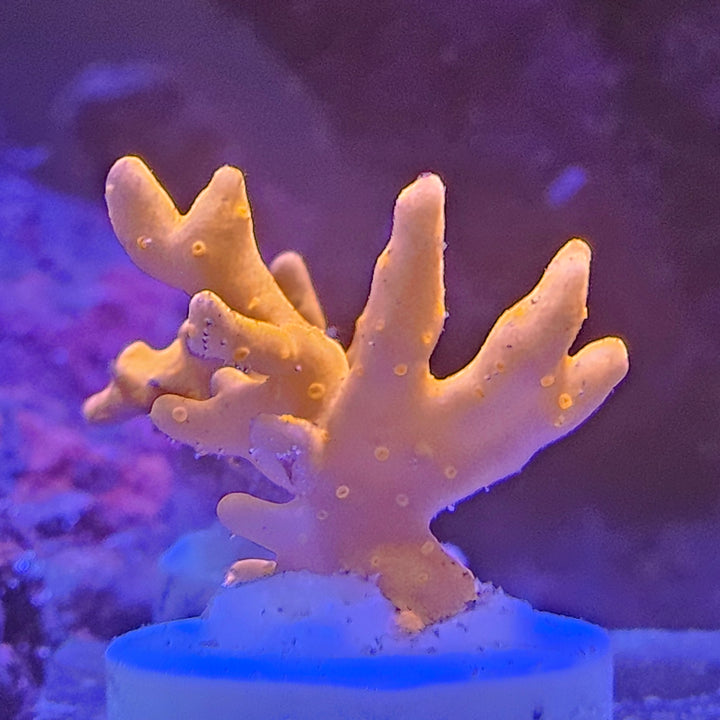 Montipora setosa Pink Ultra