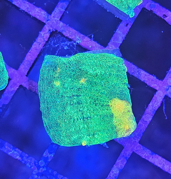 Space Invader Chalise (Mycedium sp.)