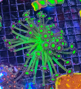Goniopora "Purple Green"