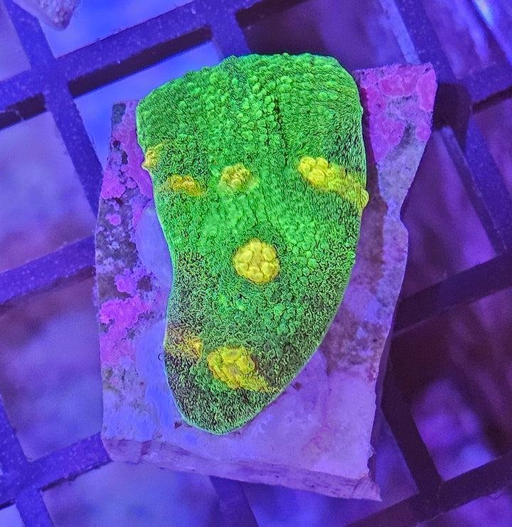 Space Invader Chalise (Mycedium sp.)