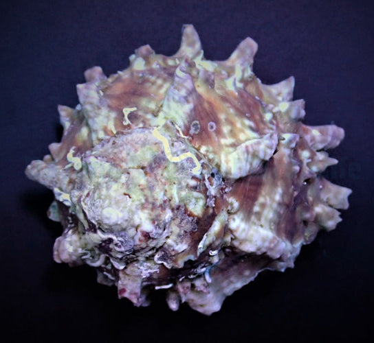 West Indian Star Snail (Lithopoma tectum)