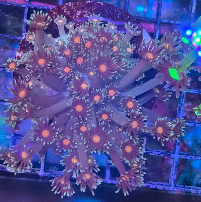 Goniopora "Orange Center"