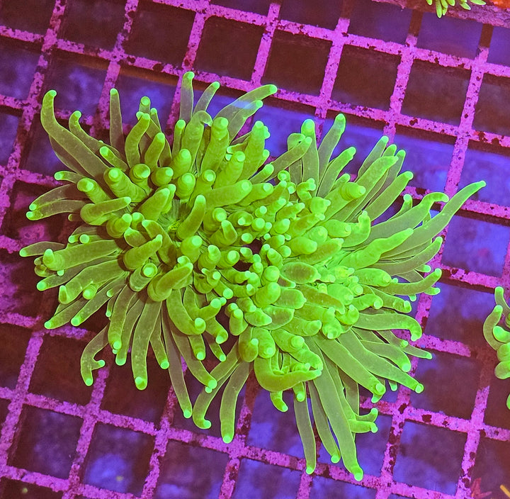 Euphyllia glabrescens – Torch Coral "Green Premium"