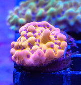 Montipora danae "Gold Nugget"