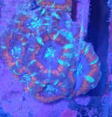 Micromussa amakusensis "Red"