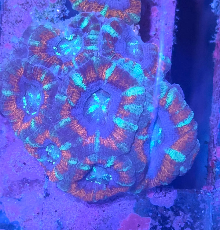 Micromussa amakusensis - Red