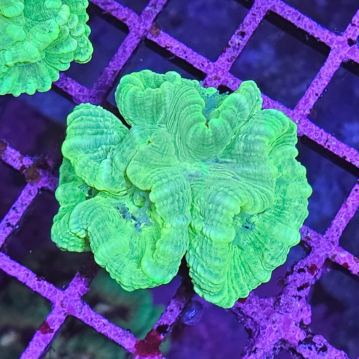 Caulastrea Curvata - Candycane Coral "Toxic Green"