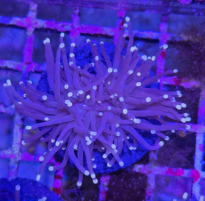 White tip Black Torch Coral (Euphyllia glabrescens)