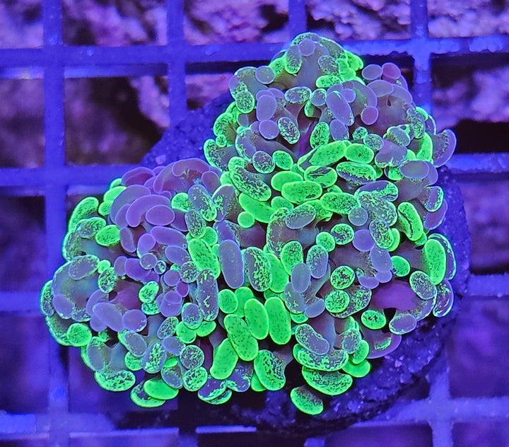 Euphyllia paraancora Two tone Green Premium
