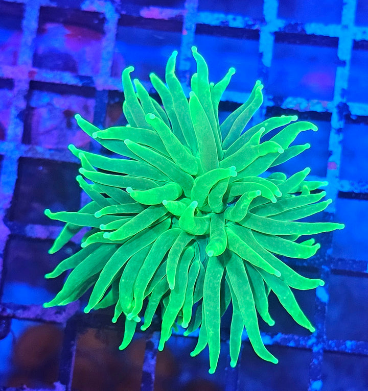 Euphyllia glabrescens – Torch Coral "Green Premium"