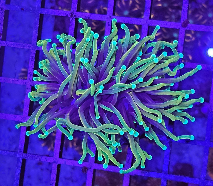 Dragon Soul Torch Coral - (Euphyllia Glabrescens)