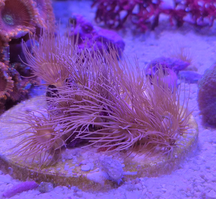 Parazoanthus – Yellow Polyps