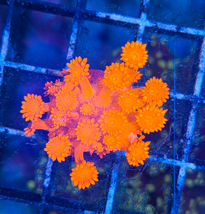 Goniopora sp. – Flowerpot Coral Red (ULTRA)