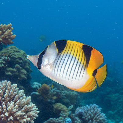Blackwedged butterflyfish (Chaetodon falcula) XL