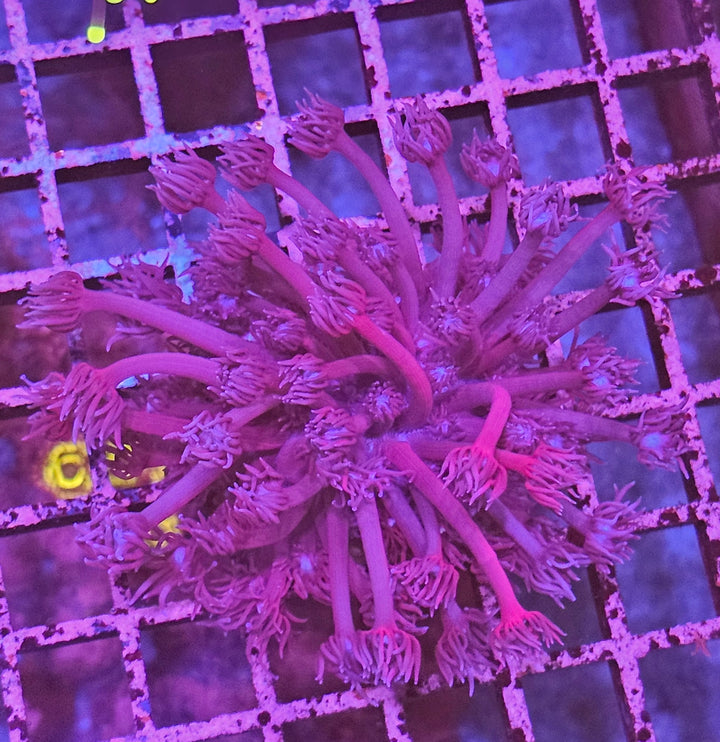 Goniopora sp. – Flowerpot Coral Purple