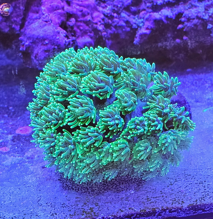 Galaxea fascicularis Green Devil