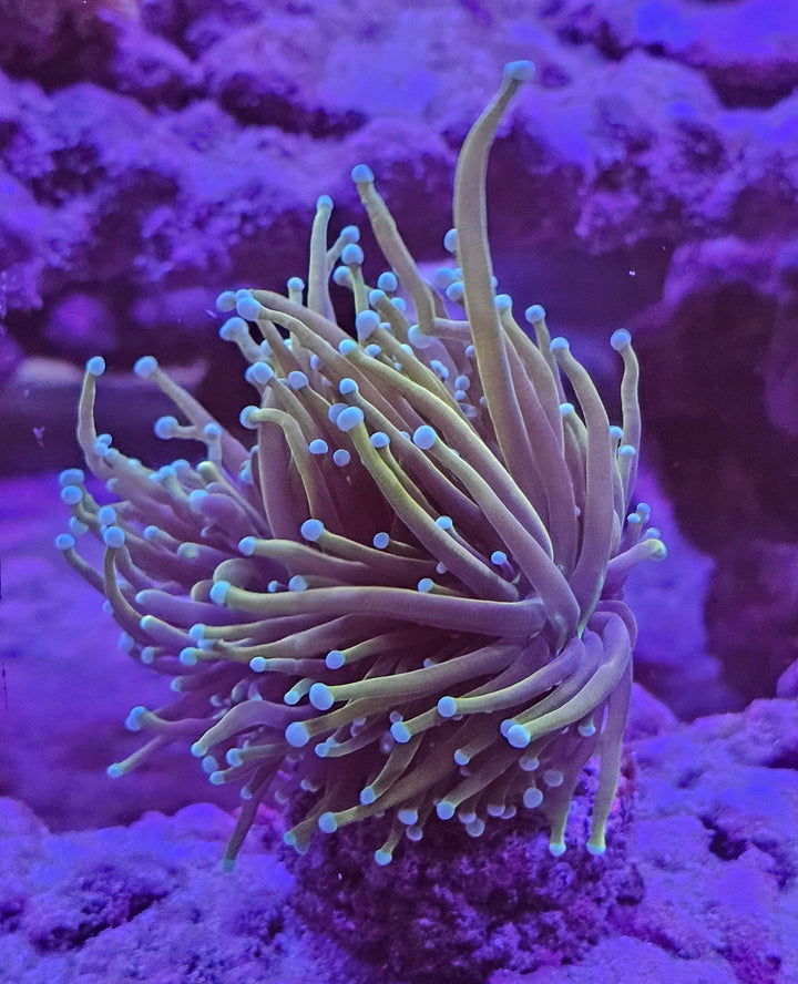 Gold Torch Coral - (Euphyllia Glabrescens)