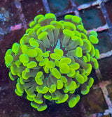 Euphyllia paraancora "Gold" (Fimbriaphyllia)