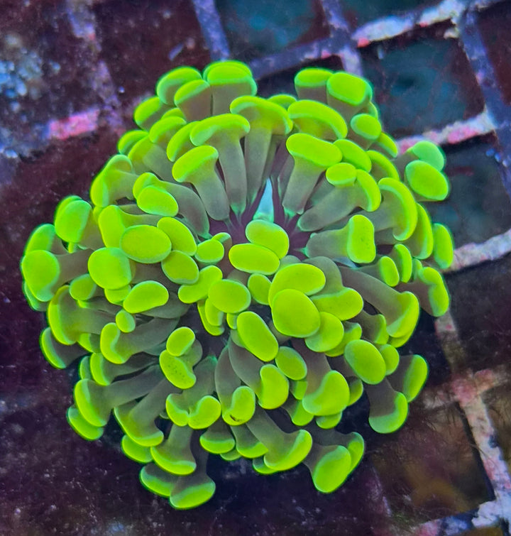 Euphyllia paraancora Gold