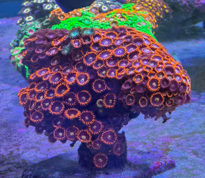 Zoanthus sp. Red Live rock XL