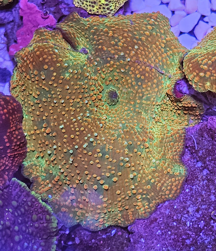 Discosoma RustyGreen