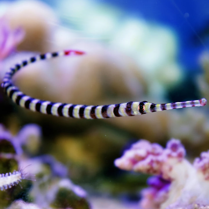 Banded Pipefish (Doryrhamphus dactyliophorus)