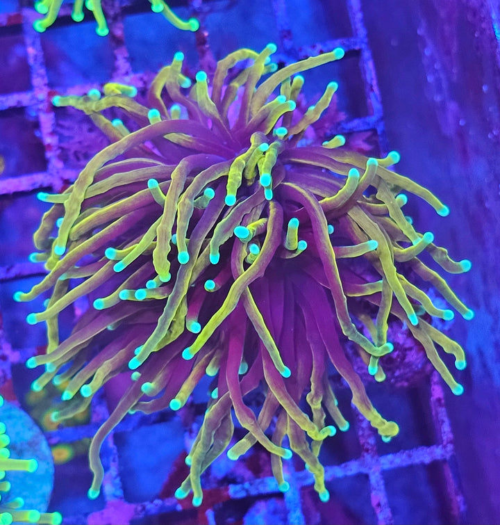 Dragon Soul Torch Coral - (Euphyllia Glabrescens)