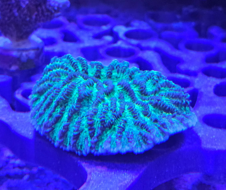 Hydnopora turqoise